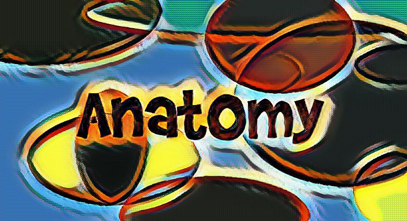 What is anatomy?